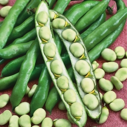 Broad bean and pea seeds - selection of 4 varieties
