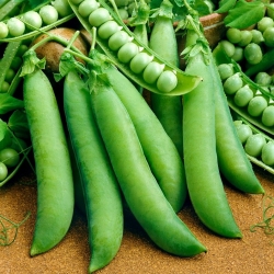 Broad bean and pea seeds - selection of 4 varieties