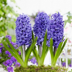 Hyacinth - Blue Pearl - GIGA Pack! - 150 pcs.