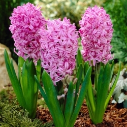 Hyacinth - Amethyst - GIGA Pack! - 150 pcs.