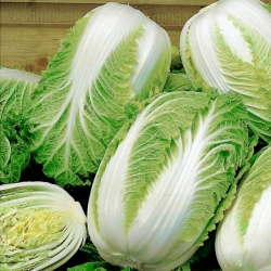 Kaali- ja salaatinsiemenet - valikoima 4 lajiketta - 