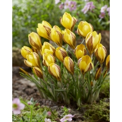 Crocus Early Gold - Large Pack! - 100 pcs.