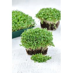Microgreens - Alfalfa - young leaves with exceptional taste