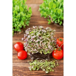 Microgreens - Mizuna roșie - frunze tinere cu aromă unică (Brassica rapa var. japonica)