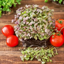 Microgreens - Mizuna roja - Hojas jóvenes con un sabor único (Brassica rapa var. japonica)