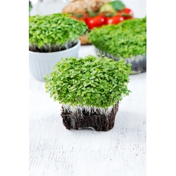 Microgreens - zaļais mizuna - jaunas lapas ar unikālu garšu - 100 g sēklas (Brassica rapa var. nipposinica)