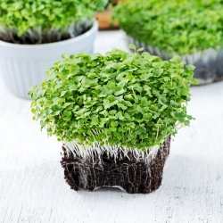 Microgreens - Mizuna vert - jeunes feuilles au goût unique - graines 100g (Brassica rapa var. nipposinica)