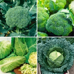 Semillas de brócoli y col - selección de 4 variedades - 
