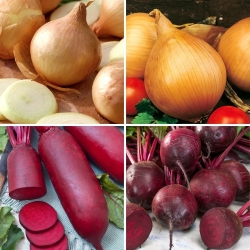 Red beet and onion seeds - selection of 4 varieties