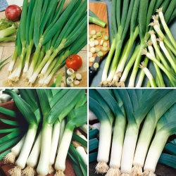 Winter onion and leek seeds - selection of 4 varieties
