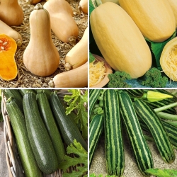 Courgette (abobrinha) e sementes de abóbora - seleção de 4 variedades - 