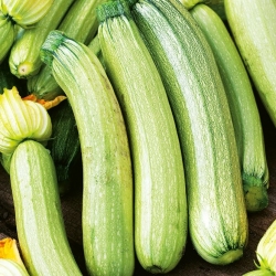 Courgette (zucchini) og agurkefrø - udvalg af 4 varianter - 