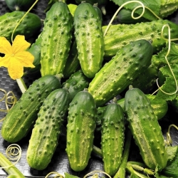 Courgette (courgette) en komkommerpitten - selectie van 4 soorten - 