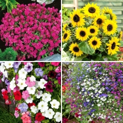 Sementes de flores de pote - seleção de 4 variedades - 