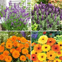 Lavender and pot marigold seeds - selection of 4 varieties