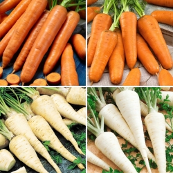 Sementes de cenoura e raiz de salsa - seleção de 4 variedades de vegetais - 