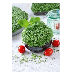 Sprouting seeds - Basil - 100g seeds (Ocimum basilicum)