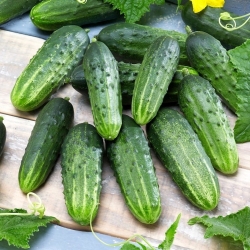 Field cucumber seeds - selection of 4 varieties