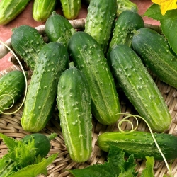 Cucumber and dill seeds - selection of 4 varieties