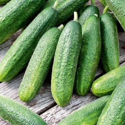 Cucumber and dill seeds - selection of 4 varieties