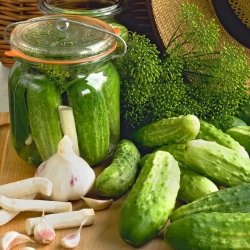 Komkommer- en dillezaden - selectie van 4 soorten - 