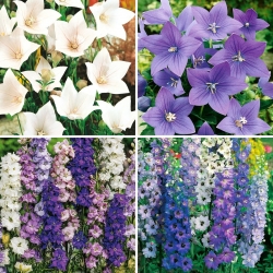 Balloon flower and larkspur seeds - selection of 4 varieties