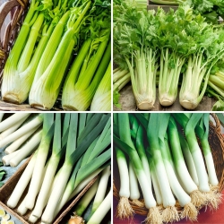 Leek and celery seeds - selection of 4 varieties