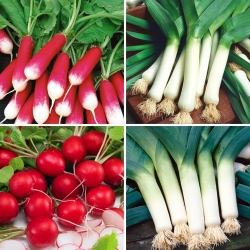 Radish and leek seeds - selection of 4 varieties