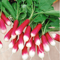Radish and lettuce seeds - selection of 4 varieties