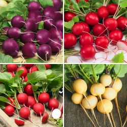 Sementes de rabanete redondo - seleção de 4 variedades - 