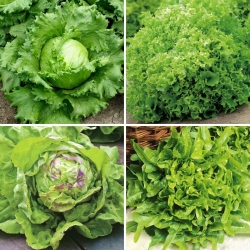 Seminte de salata verde - selectie din 4 soiuri - 