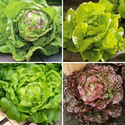 Butterhead salat frø - udvalg af 4 varianter - 