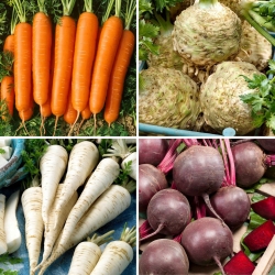 Rotgrønnsaksfrø - utvalg av 4 varianter - 