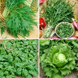 Sementes de vegetais para salada - seleção de 4 variedades - 