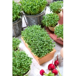Microgreens - Taman selada - daun muda dengan rasa luar biasa - 1800 biji - Lepidium sativum