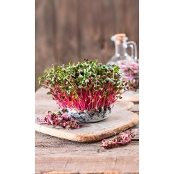 Microgreens - Lobak merah - daun muda dengan rasa yang unik - Raphanus sativus L. - biji