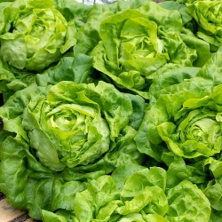 Cabbage and lettuce seeds - selection of 4 varieties