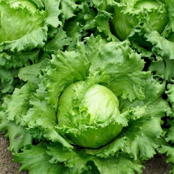 Cabbage and lettuce seeds - selection of 4 varieties