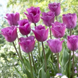 Tulipán - Magic Lavender - Giga csomag - 250 db