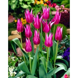Tulip - Maytime - GIGA Pack! - 250 pcs