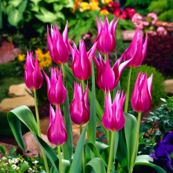 Tulip - Maytime - GIGA Pack! - 250 pcs