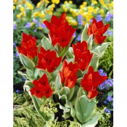 Tulip - Praestans Unicum - Large Pack! - 50 pcs