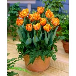 Tulipán - Orange Princess - Nagy csomag - 50 db