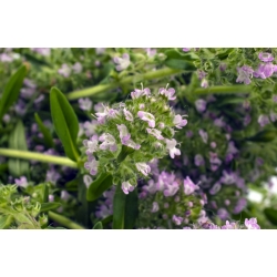 Sommer-Bohnenkraut - Bienenpflanze - 1kg Samen (Satureja hortensis)
