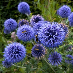Kugeldistel - Bienenpflanze - 1kg Samen (Echinops)