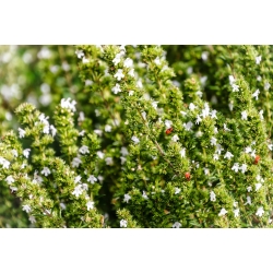 Sommer-Bohnenkraut - Bienenpflanze - 1kg Samen (Satureja hortensis)