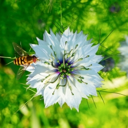 Černuška siata - medonosná rastlina - 100g semien (Nigella sativa)