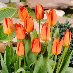 Tulipán - Orange Brilliant - Giga csomag - 250 db.