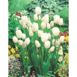 Tulipán - White Bouquet - Nagy csomag - 50 db