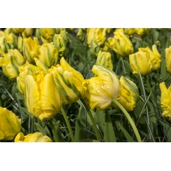 Tulip - Golden Glasnost - GIGA Pack! - 250 pcs